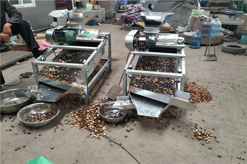 昌黎茶籽去皮機價格及設備銷售指南